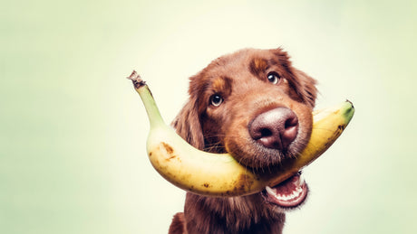 Dürfen Hunde Banane essen?