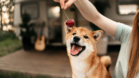 Dürfen Hunde Kirschen essen? Das musst du wissen über Kirschen!