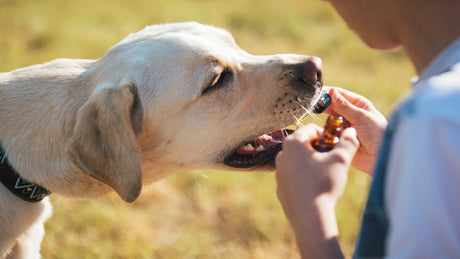 Leinöl Hund - Dürfen Hunde Leinöl essen?