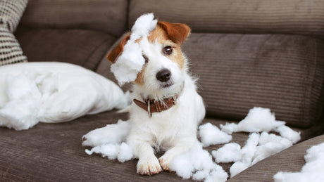 Zerstörungswut beim Hund: Tipps, wenn dein Hund alles zerstört!