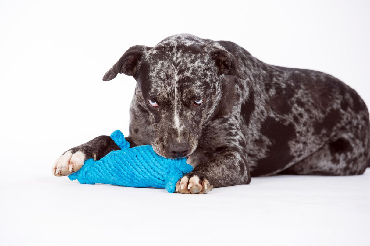 Laboni Hundespielzeug Kurt Känguru - Kult Spielzeug für Hunde