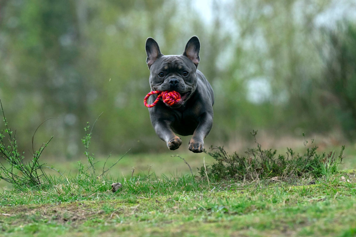 Laboni Hundespielzeug Schleuderball - Kult Spielzeug für Hunde