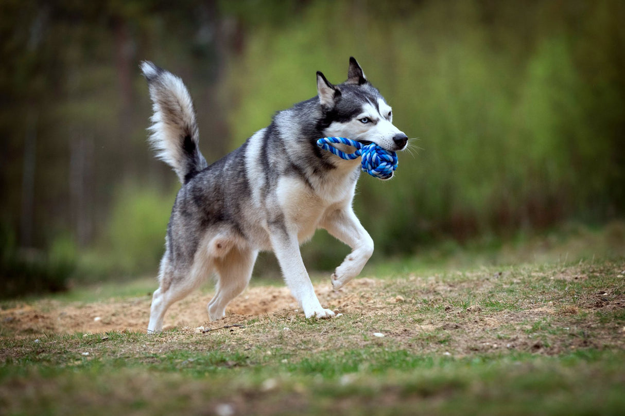 Laboni Hundespielzeug Schleuderball - Kult Spielzeug für Hunde