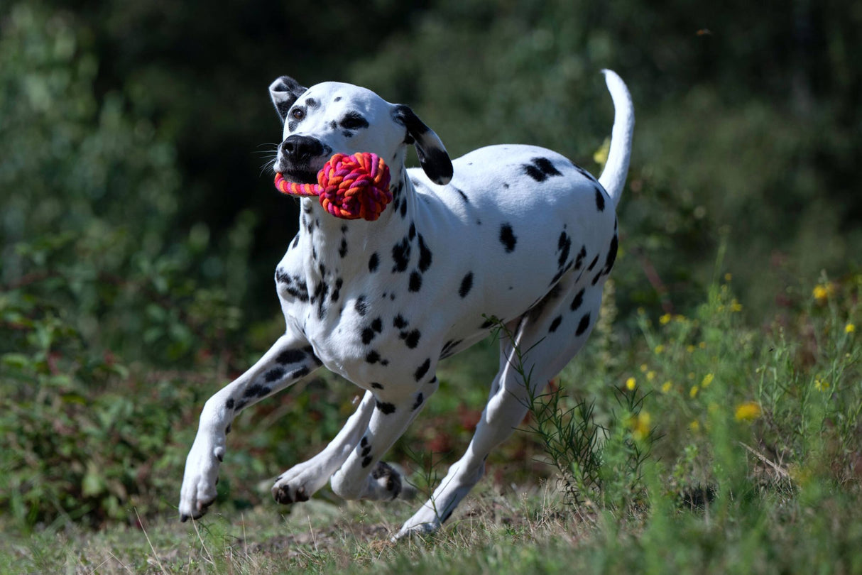 Laboni Hundespielzeug Schleuderball - Kult Spielzeug für Hunde