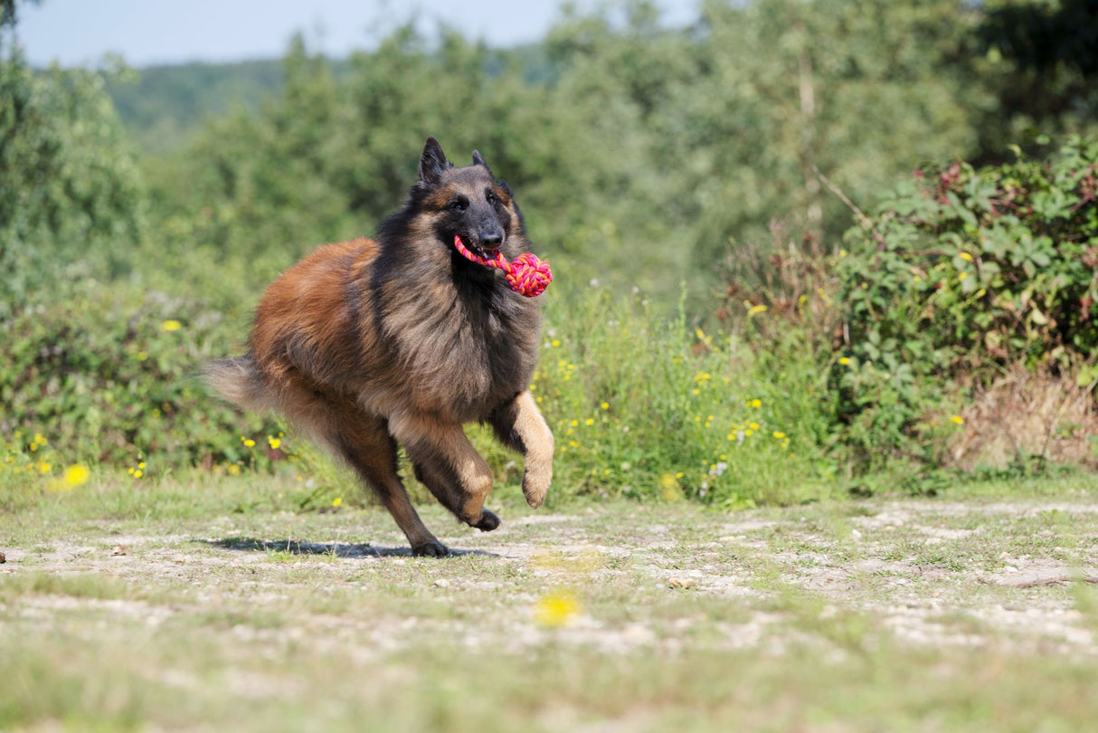 Laboni Hundespielzeug Schleuderball - Kult Spielzeug für Hunde