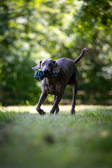 Laboni Hundespielzeug Schleuderball - Kult Spielzeug für Hunde