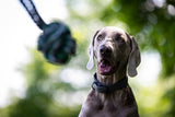 Laboni Hundespielzeug Schleuderball - Kult Spielzeug für Hunde