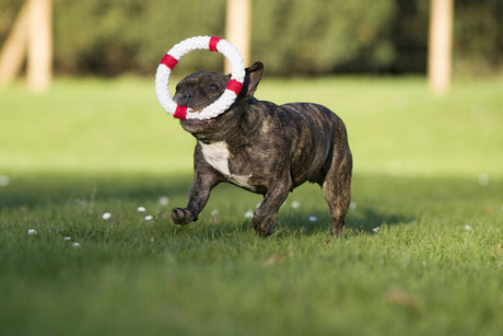 Hundespielzeug Ahoy LABONI - Spielzeug-Set für Hunde