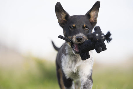 Laboni Hundespielzeug Farm - Spielzeug-Set für Hunde