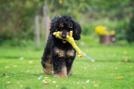 Laboni Hundespielzeug Summer Safari - Spielzeug-Set für Hunde