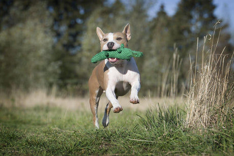 Hundespielzeug Wild Life - Spielzeug-Set für Hunde